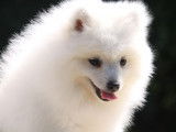 1 femelle Spitz Japonais LOF mise en vente, née le 31 mai 2025, blanche