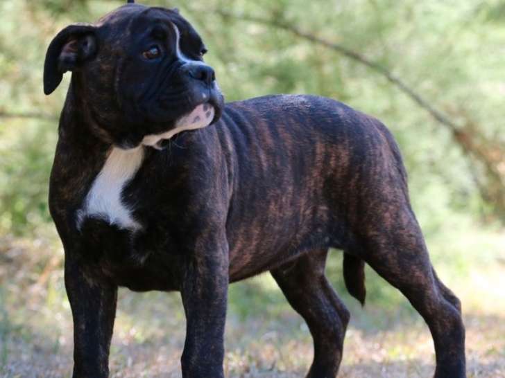 1 chiot mâle Bulldog Continental LOF de février 2025 à vendre