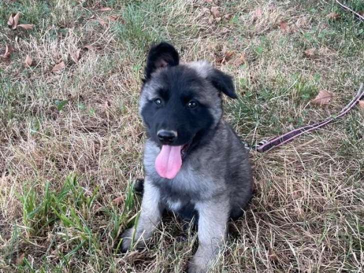 Vente de 2 chiots mâles Berger Belge Tervuren LOF de juin 2025