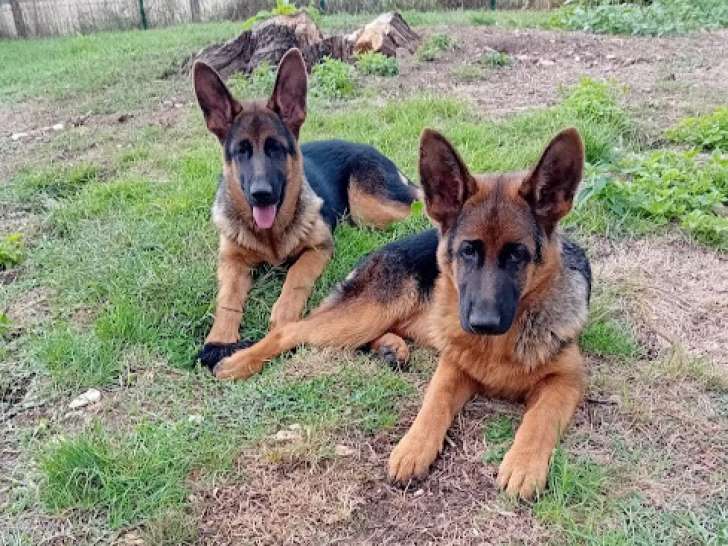 Chiots femelles Berger Allemand à vendre