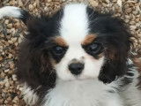 1 chiots mâle Cavalier King Charles en vente, LOF de mai 2025