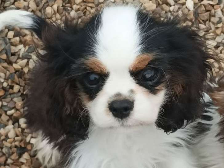 1 chiots mâle Cavalier King Charles en vente, LOF de mai 2025