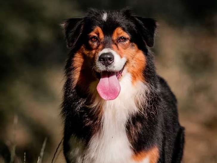 À vendre, 1 chienne Berger Australien LOF née en mars 2018, tricolore