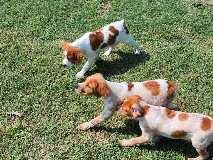 À réserver, 3 chiots mâles Épagneul Breton LOF nés en juillet 2025