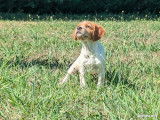 À réserver, 3 chiots mâles Épagneul Breton LOF nés en juillet 2025