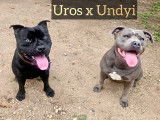 Chiots Staffordshire Bull Terrier LOF à nâitre