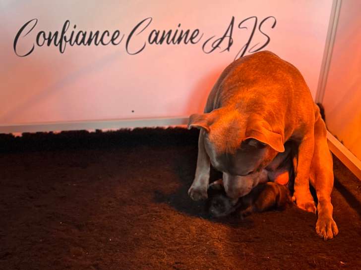 Chiot Staffordshire Bull Terrier LOF