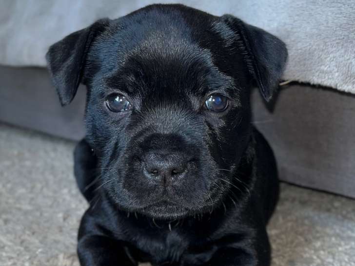Chiot Staffordshire Bull Terrier LOF