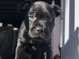 Chiot Staffordshire Bull Terrier LOF