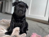 Chiot Staffordshire Bull Terrier LOF