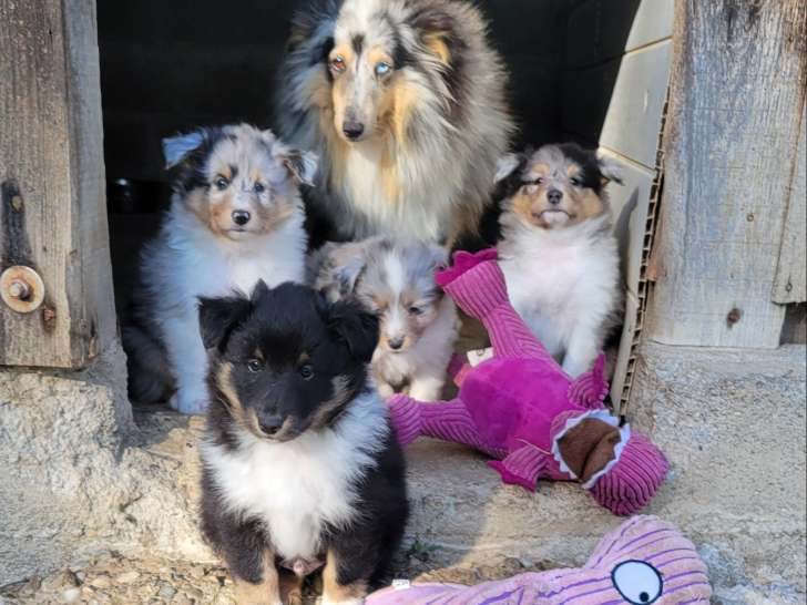Chiots Berger des Shetland LOF à vendre