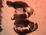 Chiots Berger des Shetland LOF à vendre
