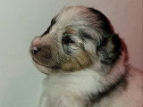 Chiots Berger des Shetland LOF à vendre
