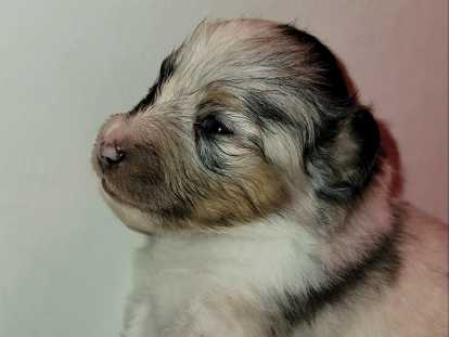 Chiots Berger des Shetland LOF à vendre