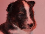 Chiots Berger des Shetland LOF à vendre