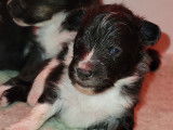 Chiots Berger des Shetland LOF à vendre