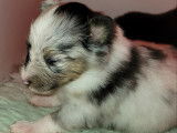 Chiots Berger des Shetland LOF à vendre