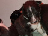 Chiots Berger des Shetland LOF à vendre