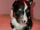 Chiots Berger des Shetland LOF à vendre