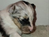 Chiots Berger des Shetland LOF à vendre