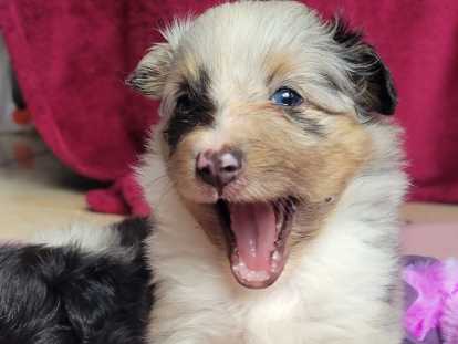 Chiots Berger des Shetland LOF à vendre