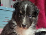 Chiots Berger des Shetland LOF à vendre