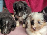 Chiots Berger des Shetland LOF à vendre