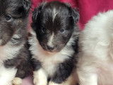 Chiots Berger des Shetland LOF à vendre