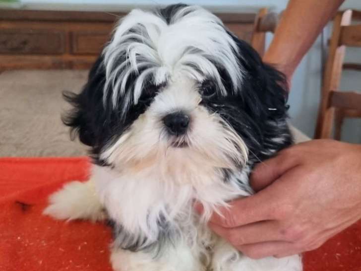 1 chiot femelle Shih Tzu à vendre, LOF, née le 11 avril 2025
