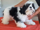 1 chiot femelle Shih Tzu à vendre, LOF, née le 11 avril 2025