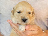 Chiots Golden Retriever LOF à vendre