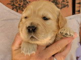 Chiots Golden Retriever LOF à vendre