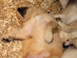 Chiots Golden Retriever LOF à vendre