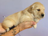 Chiots Golden Retriever LOF à vendre