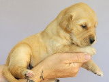 Chiots Golden Retriever LOF à vendre