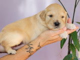 Chiots Golden Retriever LOF à vendre
