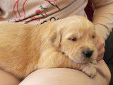 Chiots Golden Retriever LOF à vendre