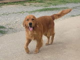 Chiots Golden Retriever LOF à vendre