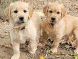 Chiots Golden Retriever LOF à vendre