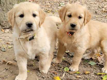 Chiots Golden Retriever LOF à vendre