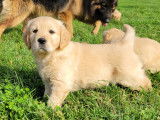 Chiots Golden Retriever LOF à vendre