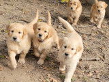 Chiots Golden Retriever LOF à vendre