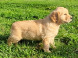 Chiots Golden Retriever LOF à vendre