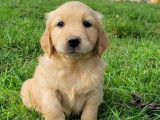Chiots Golden Retriever LOF à vendre