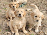 Chiots Golden Retriever LOF à vendre