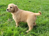 Chiots Golden Retriever LOF à vendre