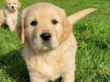 Chiots Golden Retriever LOF à vendre