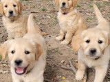 Chiots Golden Retriever LOF à vendre