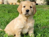 Chiots Golden Retriever LOF à vendre