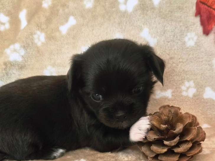 Chiots de type Chihuahua à vendre (3 femelles & 2 mâles)